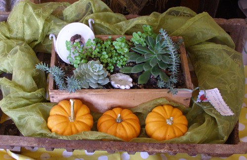 Simple wooden box planted with succulents and placed in a fireplace grate